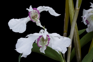 Dendrobium rhodostictum Ori Gem HCC/AOS 79 pts.